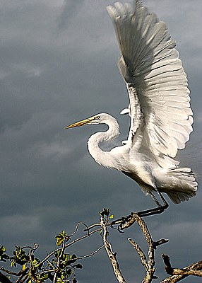 Egret