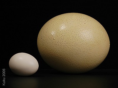 EGG & egg