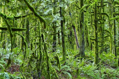 Tree Beard Forest