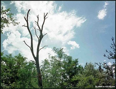 Dead Tree in Nature Center