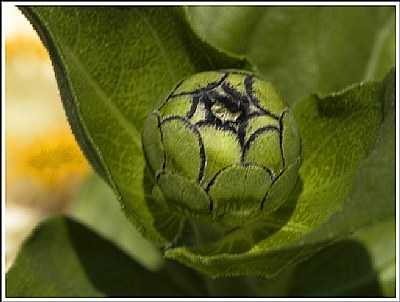Green Bud