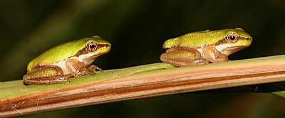 Two Green Frogs