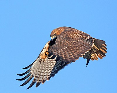 Looking down on a meal