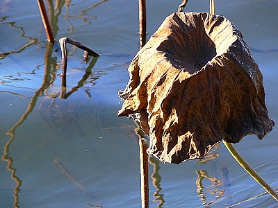 dead lotus leaves (1)