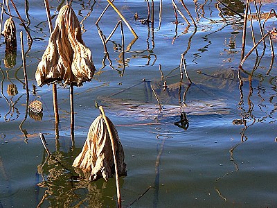 dead lotus leaves (2)