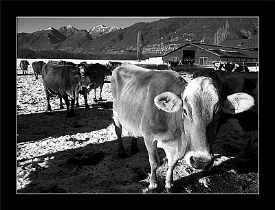 Cows & Snow (6939)