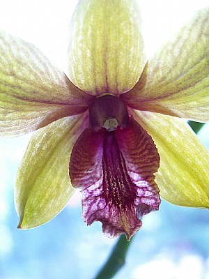 backlight on orchid