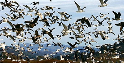 Carmel River Flyway