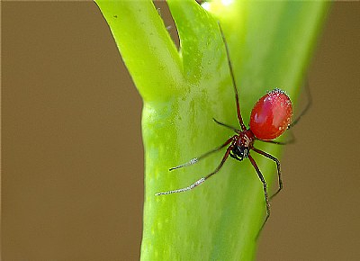 red