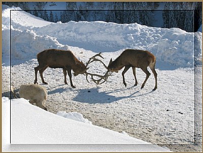 fighting deer