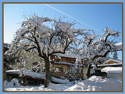 snowy trees