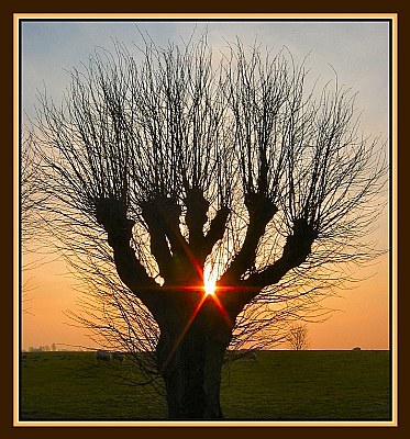 Tree Silhouet