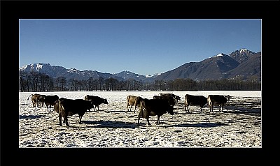 Cows in the snow (6940)