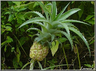 Abacaxi