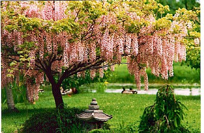 Wisteria Tree