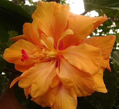 Double Yellow Hibiscus