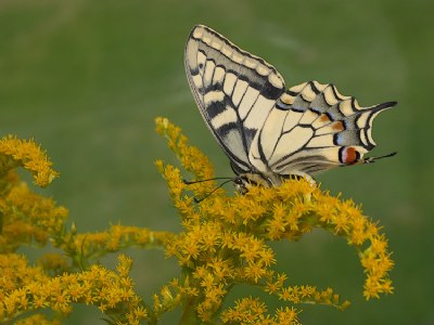 Swallowtail °°