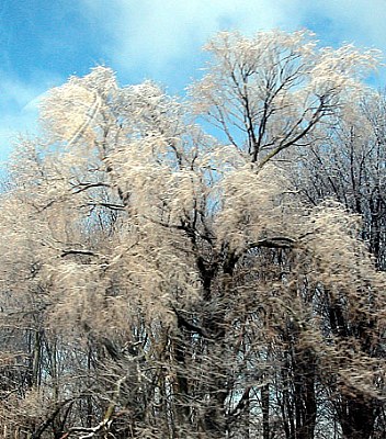 Snowing tree