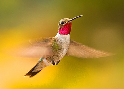 Male Broad-Tailed Hummingbird