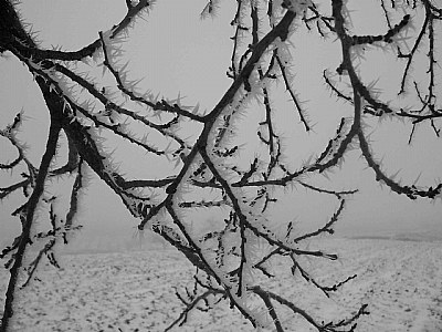 Ice Age on The Tree