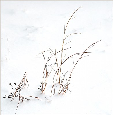 Weeds In Winter