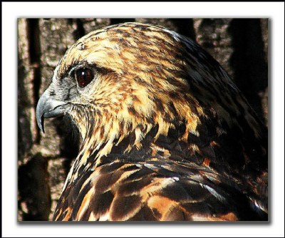 Hawk Portrait 2