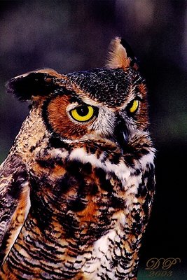 owl