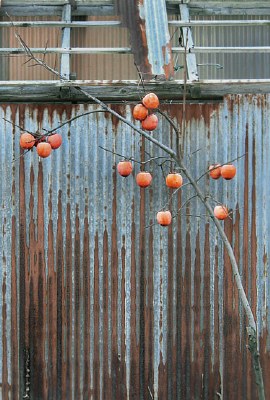 Persistent Persimmons