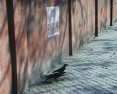 parking for crows only
