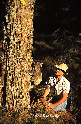 Koala Research