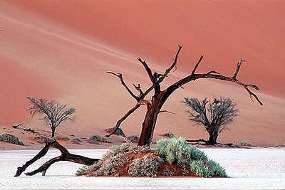 Trees of the Namib Desert