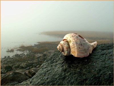  Conch on a Foggy Morn