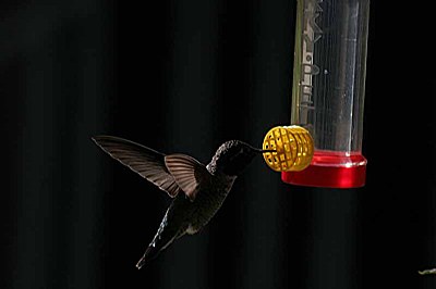 Hummer at feeder