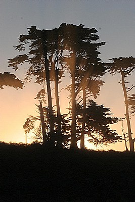 Sunrise thru Cypress Trees