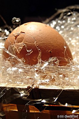Birth of a chick