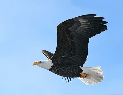 Fly Like an Eagle