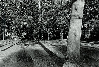 Trees at Dawn