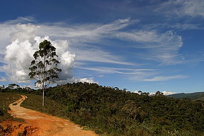 Árvore do Caminho