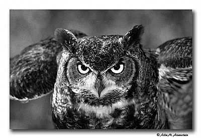 Owl (1184-25)