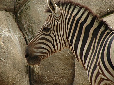 Black & White & Stripe