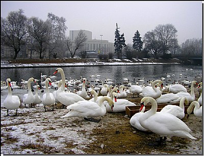 the swans...series