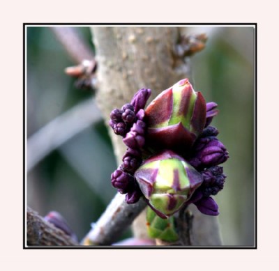 Early Lilacs