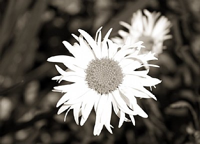 Daisy