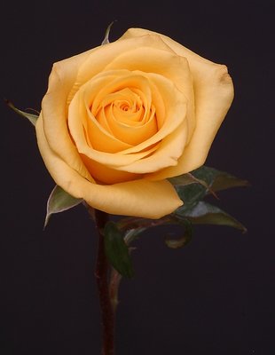 Yellow Rose 3