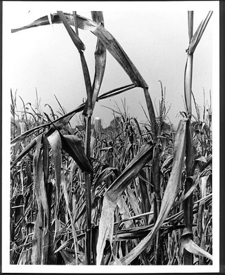 jersey corn
