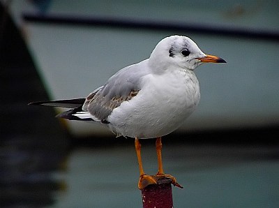 Gull