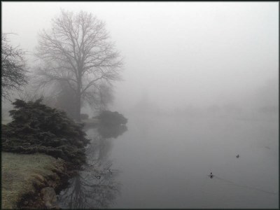 Two Ducks in the Fog