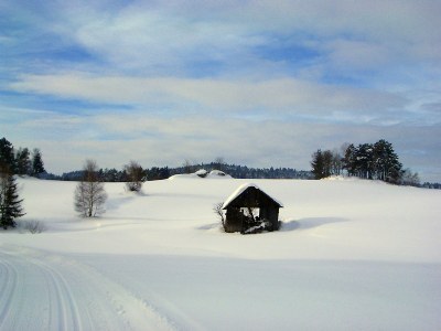 Bear House?