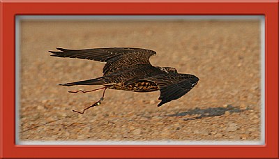 Falcon Low Flying