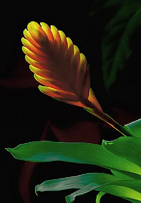 Floral raibow